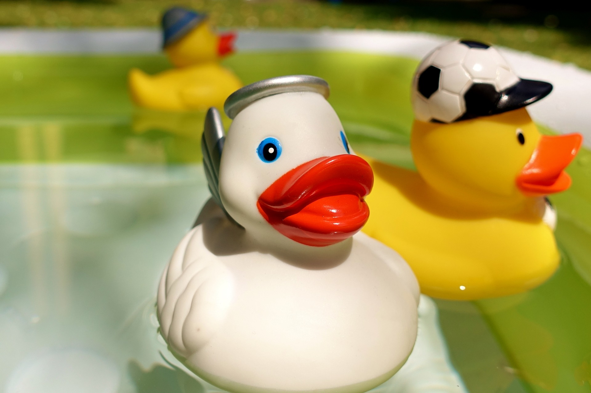 canard