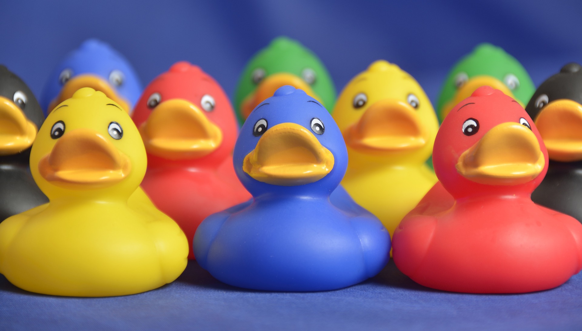 canard